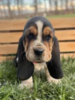 Madeline, a female Basset Hound for sale in Wooster, OH – Photo 1 of 10