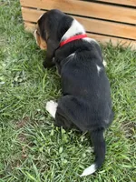 Madeline, a female Basset Hound for sale in Wooster, OH – Photo 10 of 10