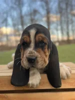 Madeline, a female Basset Hound for sale in Wooster, OH – Photo 7 of 10