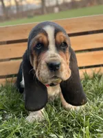 Madeline, a female Basset Hound for sale in Wooster, OH – Photo 6 of 10