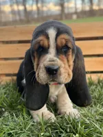 Madeline, a female Basset Hound for sale in Wooster, OH – Photo 5 of 10