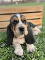 Madeline, a female Basset Hound for sale in Wooster, OH – Photo 2 of 10