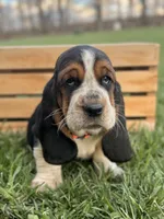 Madeline, a female Basset Hound for sale in Wooster, OH – Photo 8 of 10