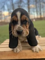 Madeline, a female Basset Hound for sale in Wooster, OH – Photo 4 of 10