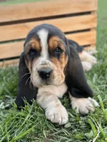 Madeline, a female Basset Hound for sale in Wooster, OH – Photo 9 of 10