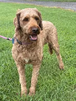 Maggie, a female Irish Doodle for sale in Wooster, OH – 9 of 10