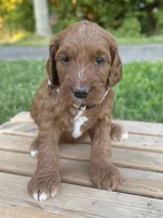 Willow, a female Irish Doodle for sale in Wooster, OH – 7 of 10