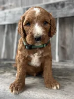 Ash, a male Irish Doodle for sale in Wooster, OH – 3 of 10