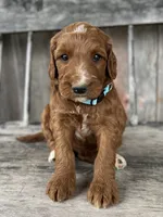 Birch, a male Irish Doodle for sale in Wooster, OH – 10 of 10