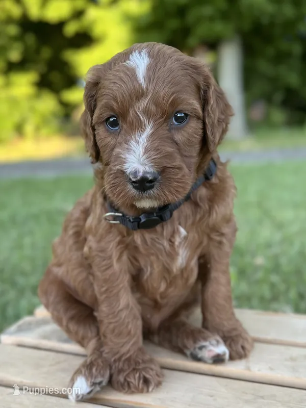 Maple – Irish Doodle puppy for sale in Wooster, OH