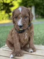 Maple, a female Irish Doodle for sale in Wooster, OH – 1 of 9