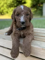 Maple, a female Irish Doodle for sale in Wooster, OH – 2 of 9