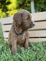 Maple, a female Irish Doodle for sale in Wooster, OH – 9 of 9