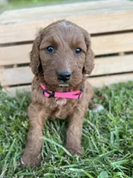 Oakley, a female Irish Doodle for sale in Wooster, OH – 8 of 10