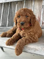 Brooklyn, a female Irish Doodle for sale in Wooster, OH – 9 of 10