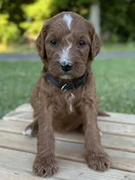 Maple, a female Irish Doodle for sale in Wooster, OH – 6 of 9