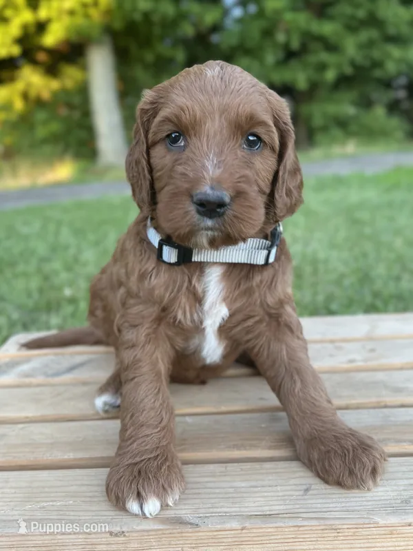 Willow – Irish Doodle puppy for sale in Wooster, OH