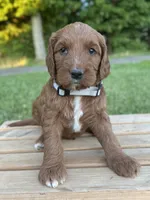 Willow, a female Irish Doodle for sale in Wooster, OH – 1 of 10