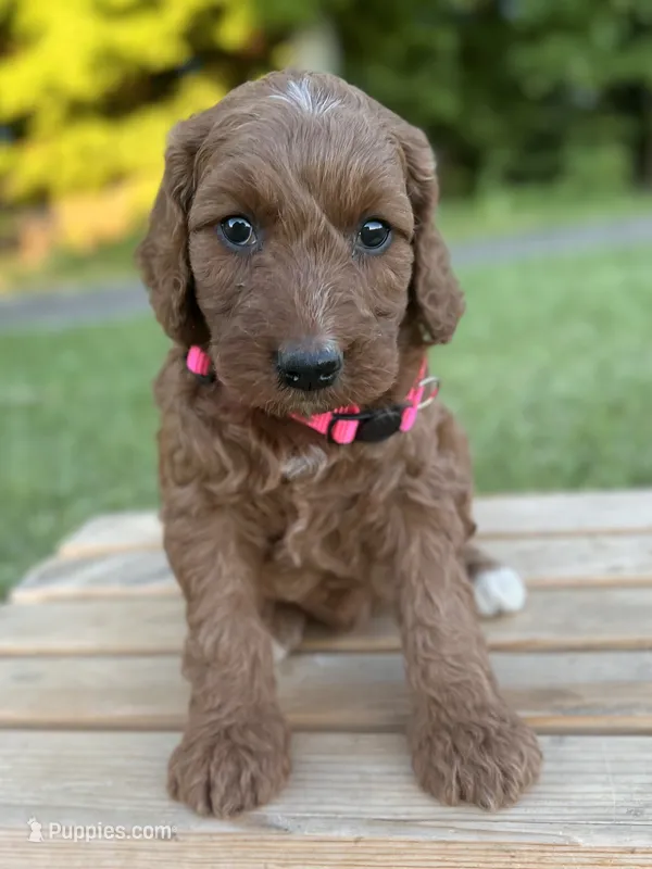 Oakley – Irish Doodle puppy for sale in Wooster, OH