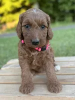 Oakley, a female Irish Doodle for sale in Wooster, OH – 1 of 10