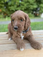 Willow, a female Irish Doodle for sale in Wooster, OH – 10 of 10