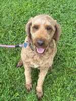 Maggie, a female Irish Doodle for sale in Wooster, OH – 3 of 10