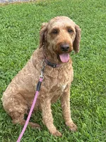 Maggie, a female Irish Doodle for sale in Wooster, OH – 4 of 10