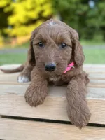 Oakley, a female Irish Doodle for sale in Wooster, OH – 3 of 10