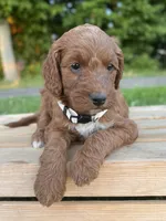 Juniper, a female Irish Doodle for sale in Wooster, OH – 3 of 10
