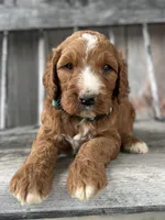 Ash, a male Irish Doodle for sale in Wooster, OH – 8 of 10