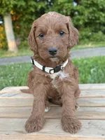 Juniper, a female Irish Doodle for sale in Wooster, OH – 6 of 10
