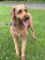 Maggie, a female Irish Doodle for sale in Wooster, OH – 7 of 10