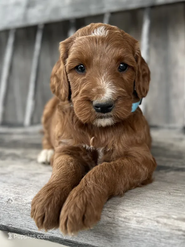 Birch – Irish Doodle puppy for sale in Wooster, OH