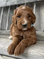 Birch, a male Irish Doodle for sale in Wooster, OH – 1 of 10
