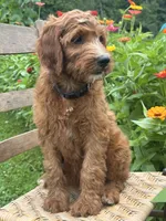 Maple, a female Irish Doodle for sale in Wooster, OH – 2 of 10