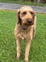 Maggie, a female Irish Doodle for sale in Wooster, OH – 8 of 10
