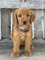 Charlotte , a female Irish Doodle for sale in Wooster, OH – 8 of 10