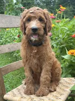 Maple, a female Irish Doodle for sale in Wooster, OH – 6 of 10