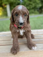 Hazel, a female Irish Doodle for sale in Wooster, OH – 4 of 10