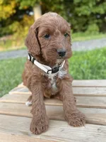 Juniper, a female Irish Doodle for sale in Wooster, OH – 2 of 10