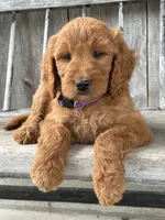 Charlotte , a female Irish Doodle for sale in Wooster, OH – 9 of 10