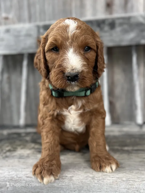 Ash – Irish Doodle puppy for sale in Wooster, OH