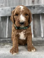 Ash, a male Irish Doodle for sale in Wooster, OH – 1 of 10