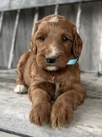 Birch, a male Irish Doodle for sale in Wooster, OH – 2 of 10