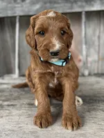 Birch, a male Irish Doodle for sale in Wooster, OH – 9 of 10