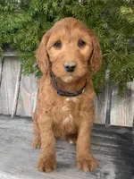 Jasmine, a female Irish Doodle for sale in Wooster, OH – Photo 6 of 10