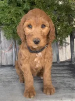 Jasmine, a female Irish Doodle for sale in Wooster, OH – Photo 3 of 10