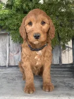 Jasmine, a female Irish Doodle for sale in Wooster, OH – Photo 7 of 10