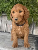 Jasmine, a female Irish Doodle for sale in Wooster, OH – Photo 5 of 10