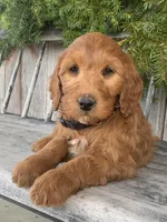 Jasmine, a female Irish Doodle for sale in Wooster, OH – Photo 8 of 10
